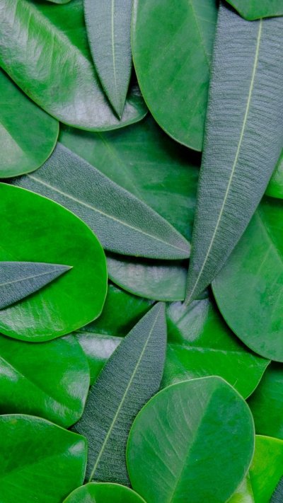 Зелень листья