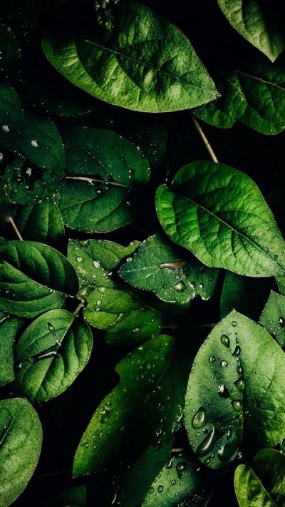 Зеленый лист