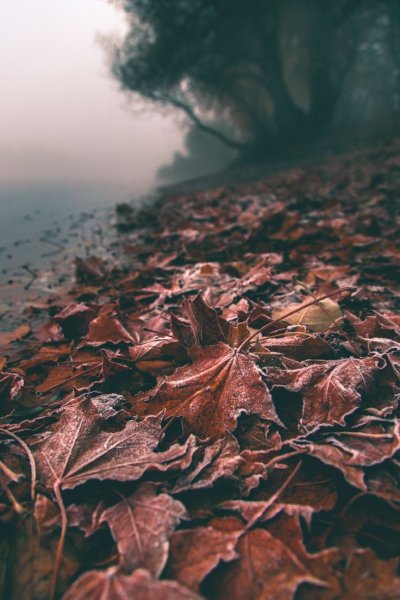 Осень листья