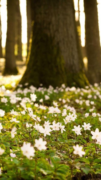 Ветреница Поляна