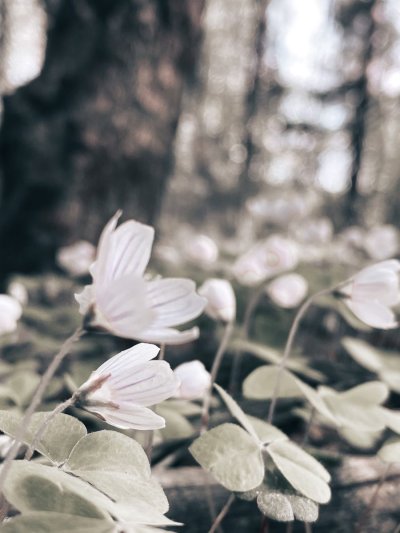 Белые цветы в лесу