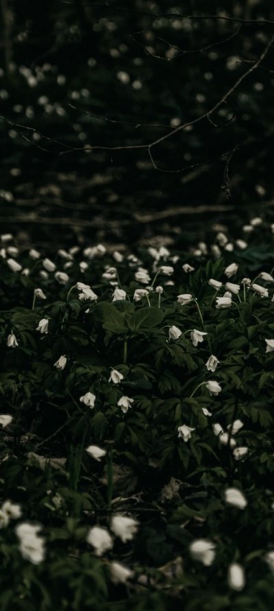 Белые цветы на Поляне