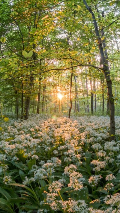 Весна в лесу