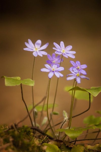 Примула Лесная первоцвет