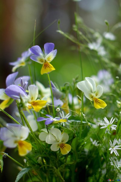 Анютины глазки цветы Лесные