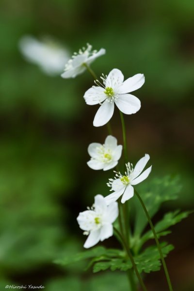 Хрупкость цветок