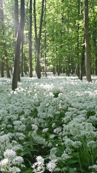 Белые Лесные цветы