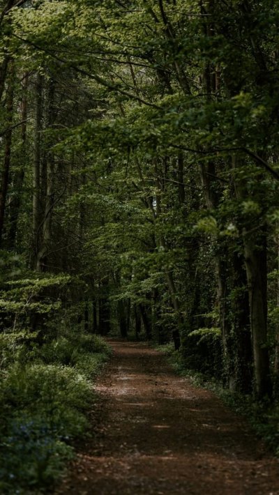 Лесные тропы Шварцвальд