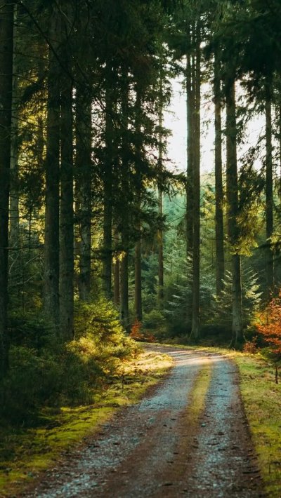 Лесные пейзажи