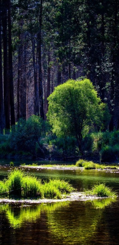 Река в лесу