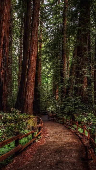 Красивый лес