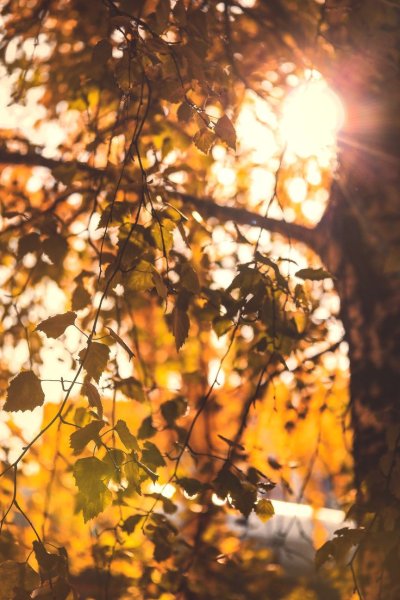 Осень солнце