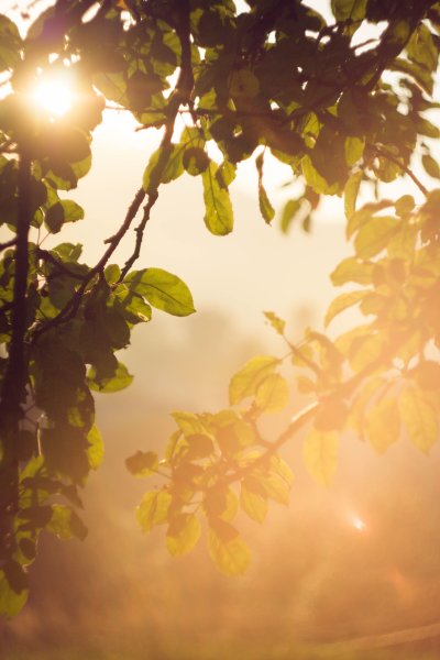 Солнечный фон