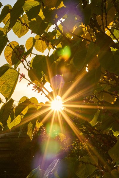 Листва на солнце