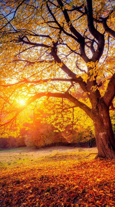 Осеннее дерево