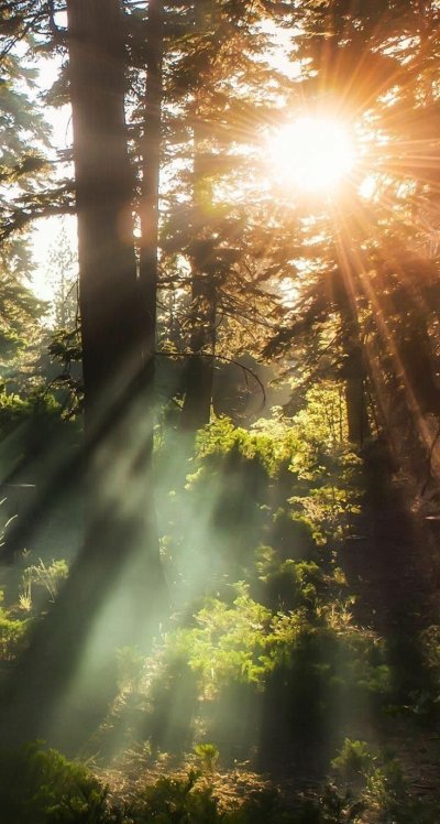 "Солнце в лесу"