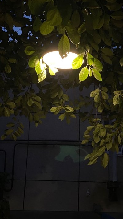 Солнце сквозь листву