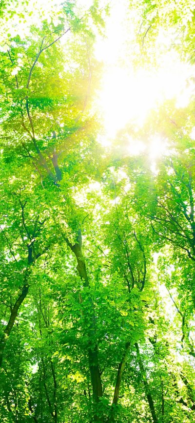 Красивое зеленое дерево с солнцем