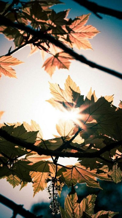 Листья на солнце