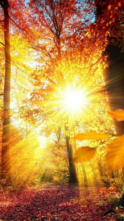 Осеннее солнце