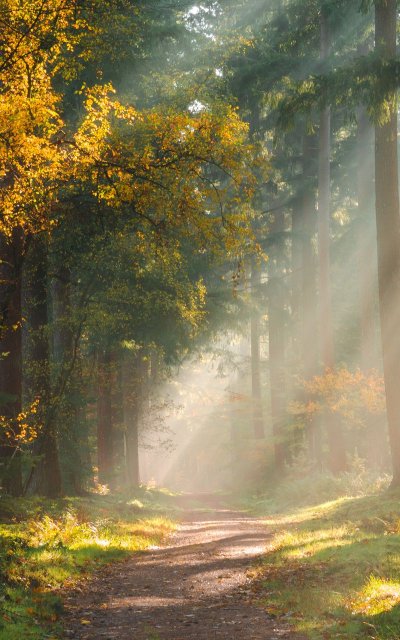 "Солнце в лесу"