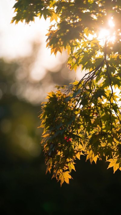 Японский клен обои