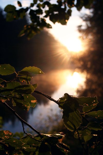 Солнце сквозь листву