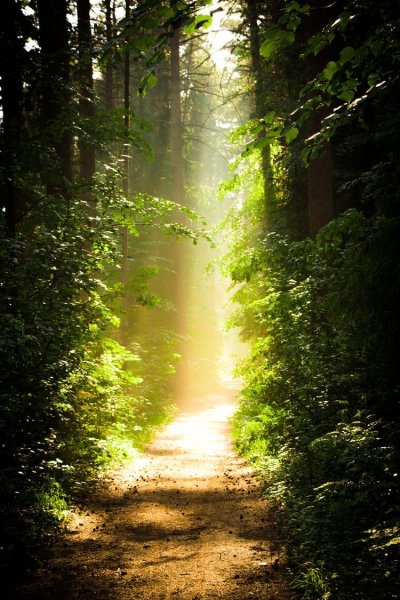 "Солнце в лесу"