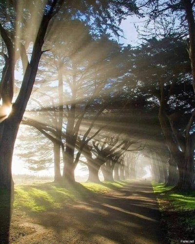 Солнце сквозь ветви деревьев