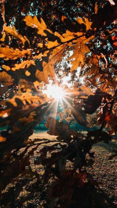 Осень солнце