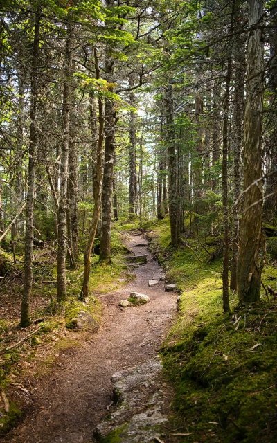 Парк с тропами из дерева и камня