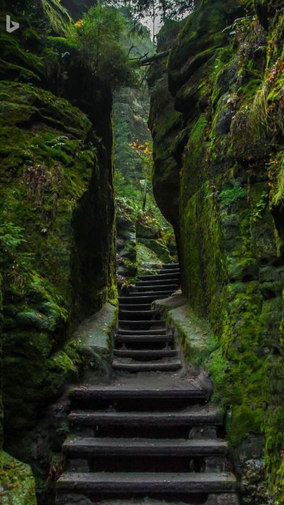 Лестница природа