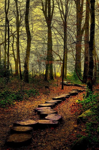 Шварцвальд тропа