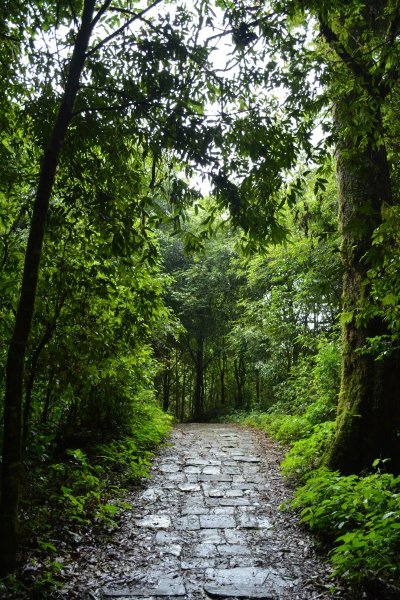 Тропинка в лесу