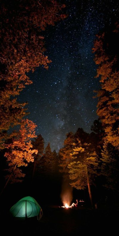 «Ночь в лесу»