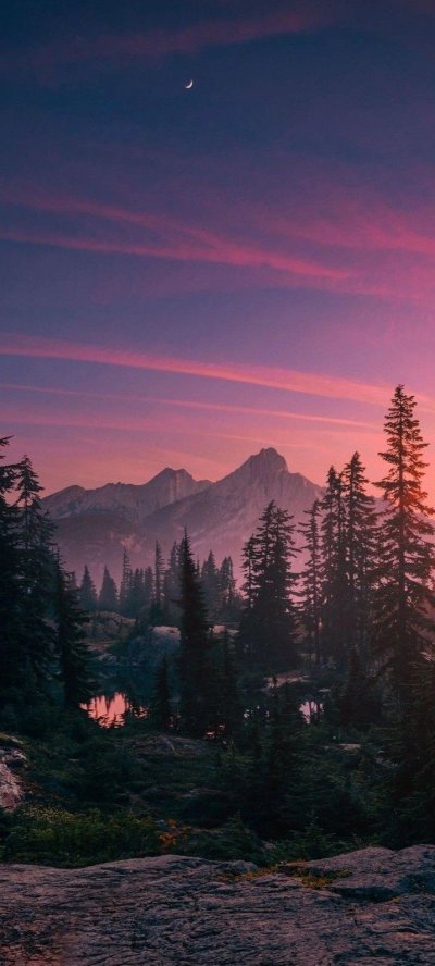 Обои на айфон лес