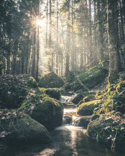 Лес Шварцвальд Эстетика