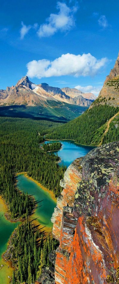 Природа вертикальные