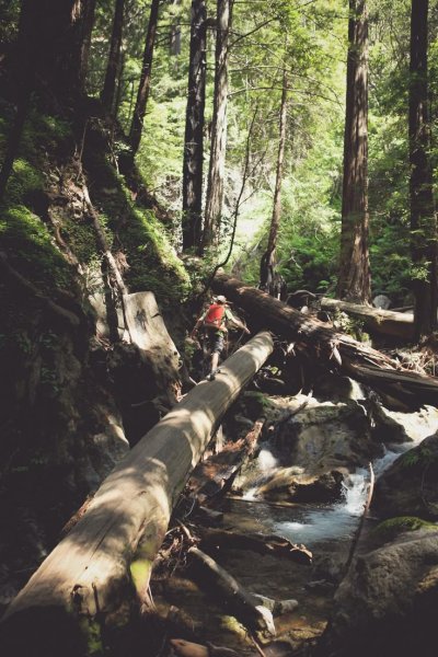 Adventure Wild штора