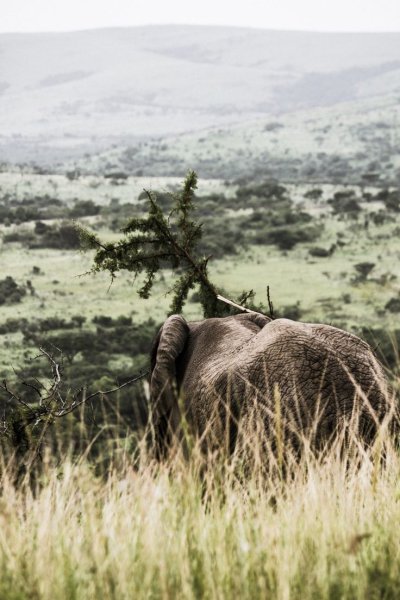 Саванны Африки