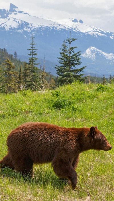 Северная Америка медведь Гризли