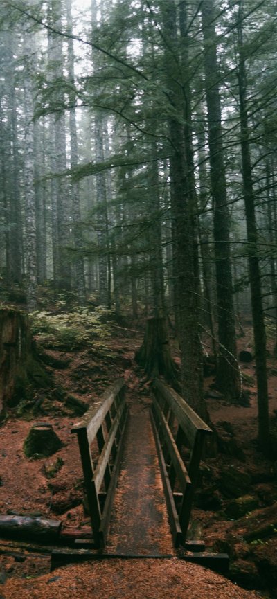 Орегон леса