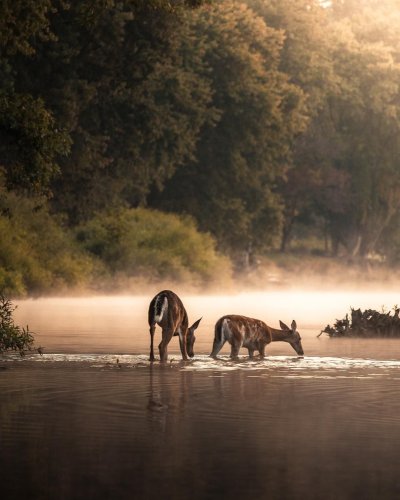 Дикая природа