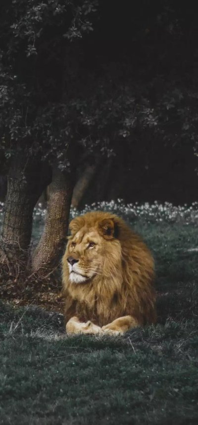 Львы в дикой природе