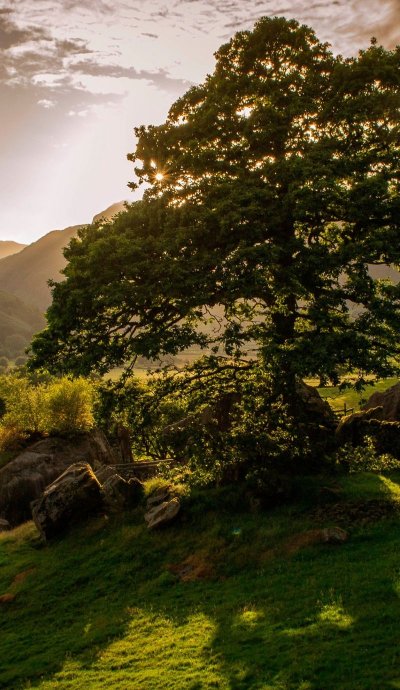 Дерево на Холме