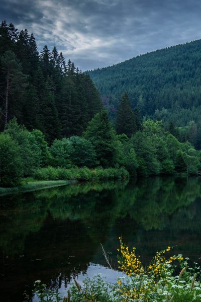 Лесное озеро