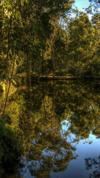 Озеро в лесу