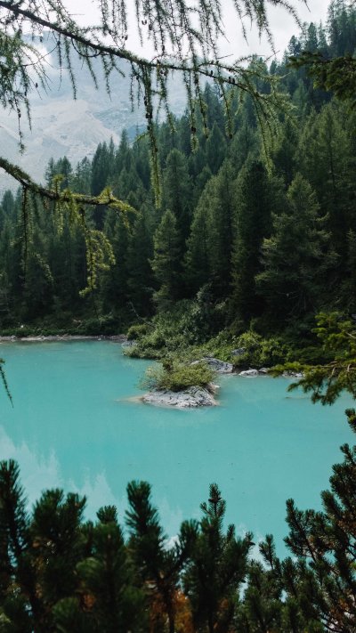 Хвойный лес в Абхазии