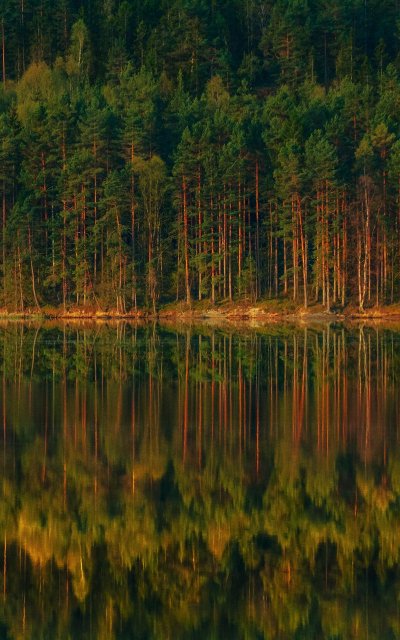 Отражение леса в воде