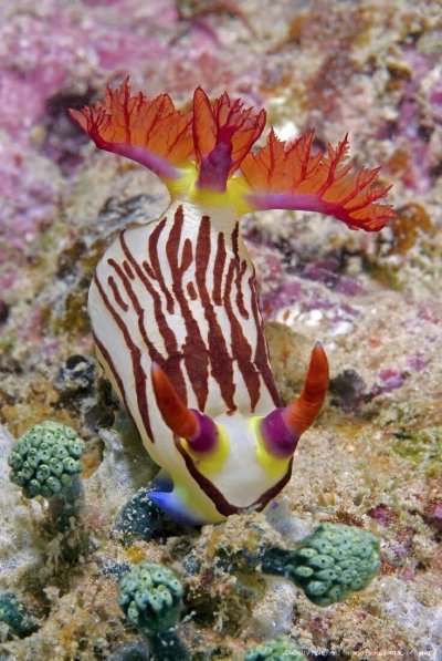 Голожаберные моллюски